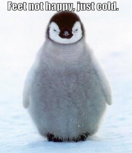 funny-pictures-penguin-does-not-have-happy-feet-but-rather-cold-ones