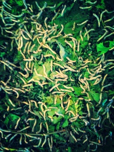 Silk Worms (thousands are needed just to make one scarf or garment)