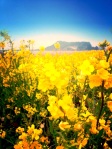 Sunrise Peak and iconic yellow flowers of Jeju
