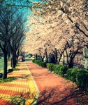 Cherry Blossom Season - Ulsan, South Korea