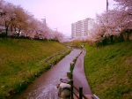 Cherry Blossom Season - Ulsan, South Korea