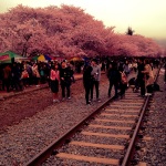 Cherry Blossom Festival - Jinhae, South Korea