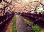 Cherry Blossom Festival - Jinhae, South Korea