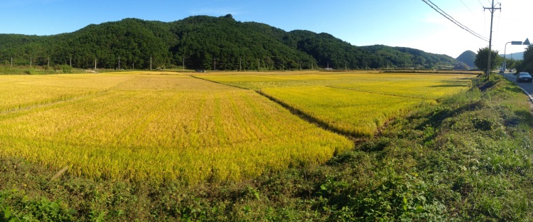 Rice Harvesting Time! - October