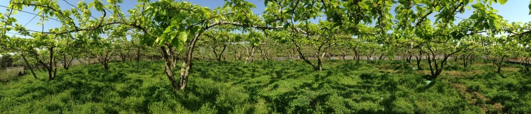 Korean Countryside (Pear Farm) - May